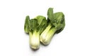 Isolated Fresh Organic Pak Choi, Bok Choy, a Chinese Cabbage, Raw Natural Healthy