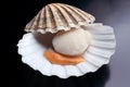 Isolated Fresh raw scallop - seafood Royalty Free Stock Photo