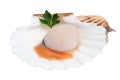 Isolated Fresh raw scallop - seafood Royalty Free Stock Photo