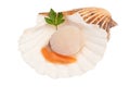 Isolated Fresh raw scallop - seafood Royalty Free Stock Photo