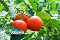 Isolated fresh red tomatoes and green leaves