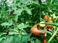 Isolated fresh red tomatoes and green leaves