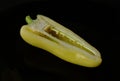 Isolated fresh sweet yellow pepper cut in half Royalty Free Stock Photo