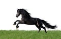 Isolated friesian horse playing on the grass Royalty Free Stock Photo