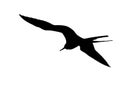 Isolated frigate-bird silhouette