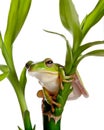 Isolated frog on bamboo Royalty Free Stock Photo