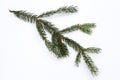 Isolated frosty spruce branch