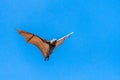 Isolated fruit bat, flying fox, on a blue sky background Royalty Free Stock Photo