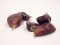 Isolated fruit of ripe chestnut