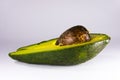 Vivid green colour avocado on a white background