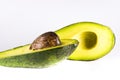 Vivid green colour avocado on a white background