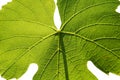 Isolated gamay leaf on white background