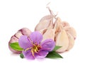 Isolated garlic. Royalty Free Stock Photo
