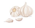 Isolated garlic whole object and some portion on white background