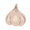 Isolated garlic whole object on white background. Food ingredient realistic drawing vector illustration. Close up vector