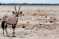 An isolated Gemsbok Oryx standing at a busy waterhole