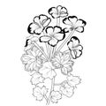 Isolated geranium flower hand drawn vector sketch illustration, botanic collection branch of leaf buds natural collection,