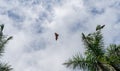 Isolated giant indian flying fox large bat on the fly, Pteropus giganteus