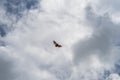 Isolated giant indian flying fox large bat on the fly, Pteropus giganteus