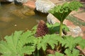 an isolated giant rhubarb on the edge of pond