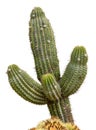 Isolated Giant Saguaro Cactus Tree