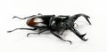 Isolated giant stag beetle Hexarthrius parryi from Indonesia. Lucanidae.