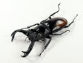 Isolated giant stag beetle Hexarthrius parryi from Indonesia. Lucanidae.