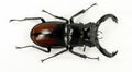 Isolated giant stag beetle Hexarthrius parryi. Lucanidae. Coleoptera