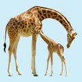 Isolated giraffe and baby Royalty Free Stock Photo