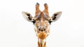 An isolated giraffe face with a funny expression Royalty Free Stock Photo
