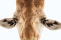 Isolated Giraffe Face