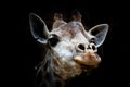 Isolated Giraffe head in black background