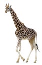 Isolated giraffe walking Royalty Free Stock Photo