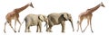 Isolated giraffes and elephants walking