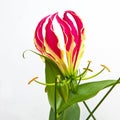 Isolated Gloriosa superba 'Rothschildiana' in bloom Royalty Free Stock Photo