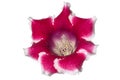 Isolated gloxinia flower Royalty Free Stock Photo