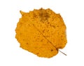 Isolated gold autumn hazel leaf on white background