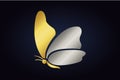 Isolated golden butterfly with golden and silver wings.