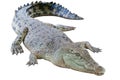 Isolated golden crocodile Royalty Free Stock Photo