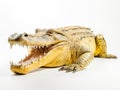 Isolated golden crocodile