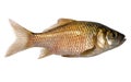 Isolated golden crucian carp