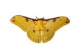 Isolated Golden Emperor Moth ( Loepa sikkima ) on window. Royalty Free Stock Photo