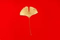 Isolated golden gingko leaf on the red paper background Royalty Free Stock Photo