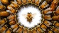 Isolated golden honeybees with group of honeybees on white