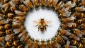 Isolated golden honeybees with group of honeybees on white