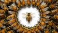 Isolated golden honeybees with group of honeybees on white