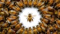 Isolated golden honeybees with group of honeybees on white