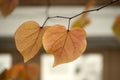 Isolated golden leaves on branch of linden at fall Royalty Free Stock Photo