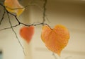 Isolated golden leaves on branch of linden at fall Royalty Free Stock Photo