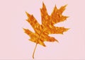 Oak leaf Royalty Free Stock Photo